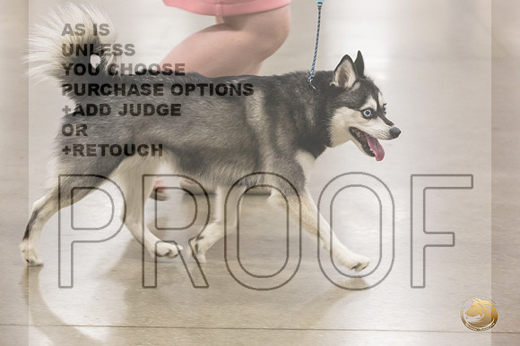 Alaskan Klee Kai Ring Fri_JJL_2054_Premier_2024_HR3