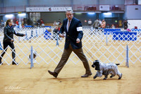 Spaniels English Cocker Sat Ring