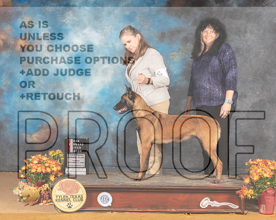 Belgian Malinois #6 Sun BOSBOW Judge Sam McDonald_MMJ_1942_Tyler2021