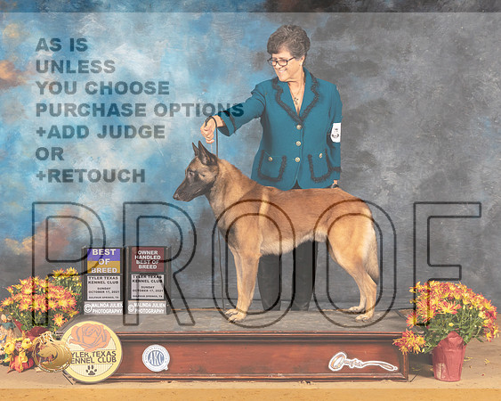 Belgian Malinois #7 Sun BOBOHBOB Judge Sam McDonald_MMJ_1932_Tyler2021