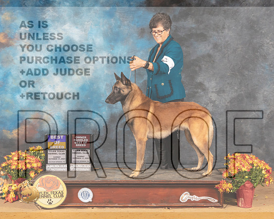 Belgian Malinois #7 Sun BOBOHBOB Judge Sam McDonald_MMJ_1933_Tyler2021