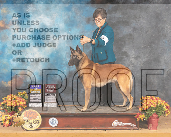 Belgian Malinois #7 Sun BOBOHBOB Judge Sam McDonald_MMJ_1934_Tyler2021