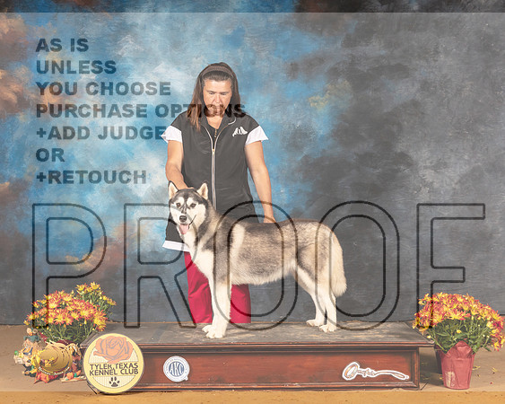 Siberian Husky  Carrie_MMJ_1828_Tyler2021
