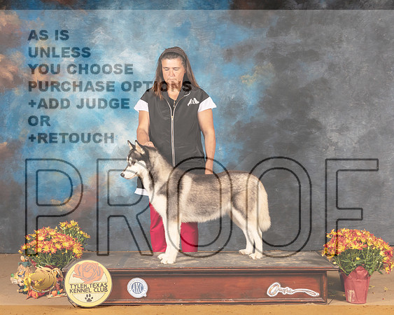 Siberian Husky  Carrie_MMJ_1833_Tyler2021