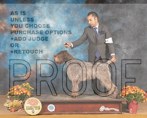 Wirehaired Pointing Griffon #5 Sat G1 Sat Judge Nicolas Debedout_MMJ_1825_Tyler2021