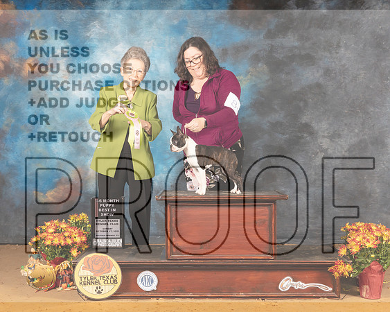 Boston Terrier #8 Sun BPIS Judge Beth Latchnitt_MMJ_1956_Tyler2021