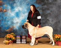 Mastiff #8 Sat BOBOHBOB Judge Karen Hynek R