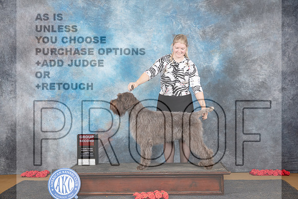 Wirehaired Pointing Griffon #8 Sun G2 Judge Sidney Marx__JP_0815_Sulphur Springs_2024_HR3