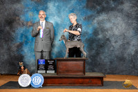 Italian Greyhound #11 Sat WDBOWM Judge Dale Martensen