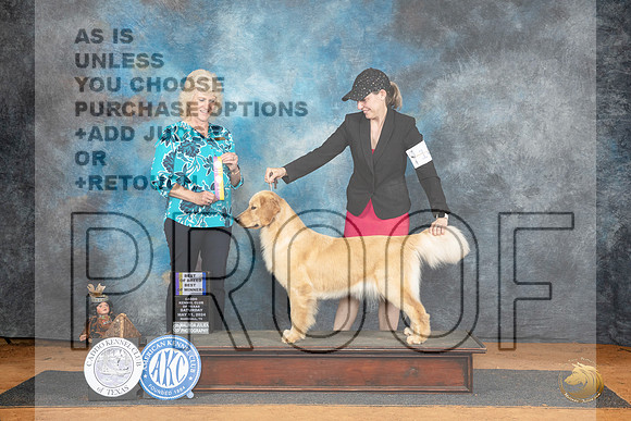 Golden Retriever #14 Sat WBBOWBOB Judge Lisa Graser__JP_8059_MARSHALL_2024_HR3