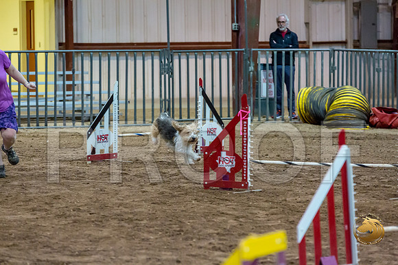 Agility JWW ME National GromitJJJ_4429-PBGVKrvlTX2019-HR3
