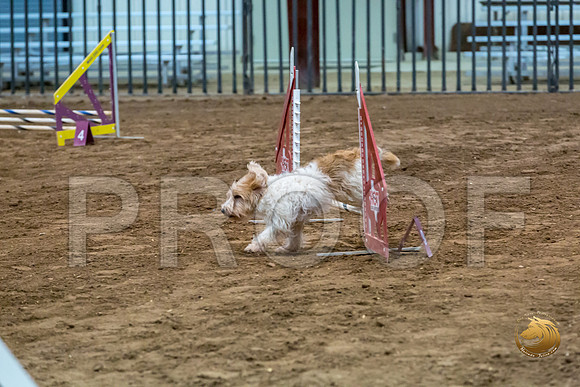 Agility JWW ME National SalsaJJJ_4293-PBGVKrvlTX2019-HR3