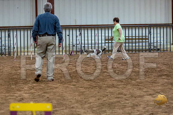 Agility JWW Nov National DalilaJJJ_4954-PBGVKrvlTX2019-HR3