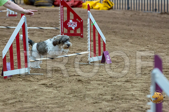Agility JWW Nov National DalilaJJJ_4966-PBGVKrvlTX2019-HR3