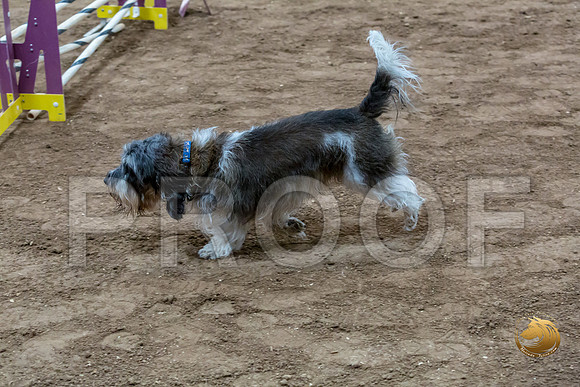 Agility JWW Nov National JaxJJJ_4990-PBGVKrvlTX2019-HR3