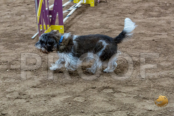 Agility JWW Nov National JaxJJJ_4991-PBGVKrvlTX2019-HR3