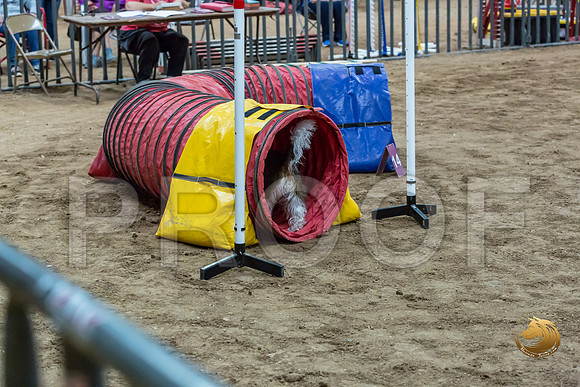 Agility JWW Nov National JaxJJJ_4992-PBGVKrvlTX2019-HR3