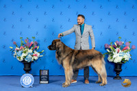 Leonberger #7 FRI BOB NC Judge Douglas Johnson r