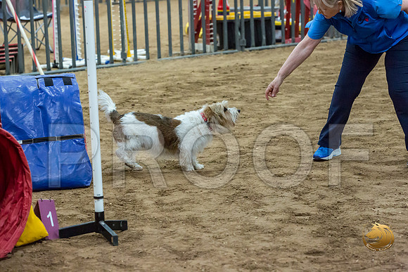 Agility JWW Open National ChloeJJJ_4685-PBGVKrvlTX2019-HR3
