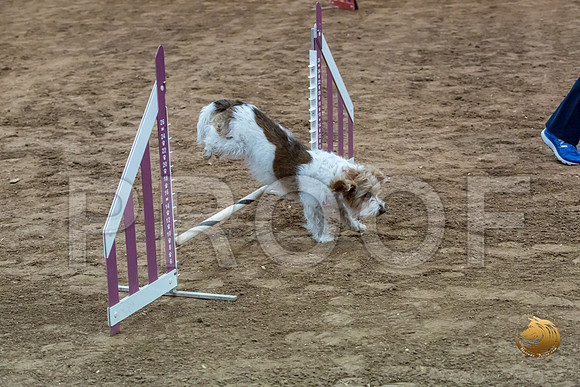 Agility JWW Open National ChloeJJJ_4688-PBGVKrvlTX2019-HR3