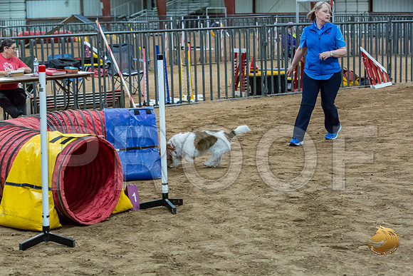 Agility JWW Open National ChloeJJJ_4702-PBGVKrvlTX2019-HR3