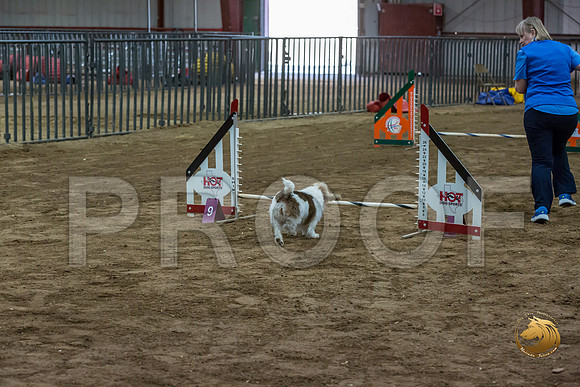 Agility JWW Open National ChloeJJJ_4704-PBGVKrvlTX2019-HR3