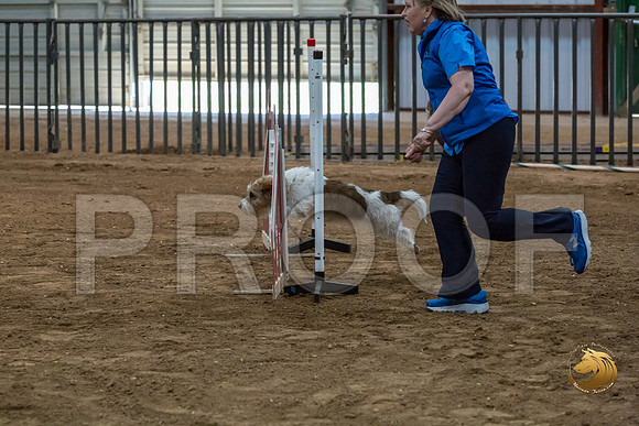 Agility JWW Open Regional ChloeJJJ_4666-PBGVKrvlTX2019-HR3