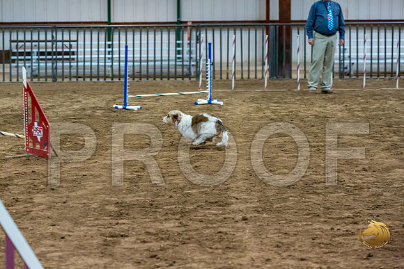 Agility JWW Open Regional ChloeJJJ_4675-PBGVKrvlTX2019-HR3