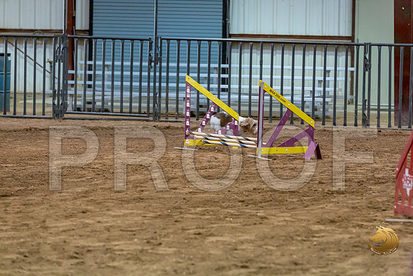 Agility JWW Open Regional ChloeJJJ_4676-PBGVKrvlTX2019-HR3