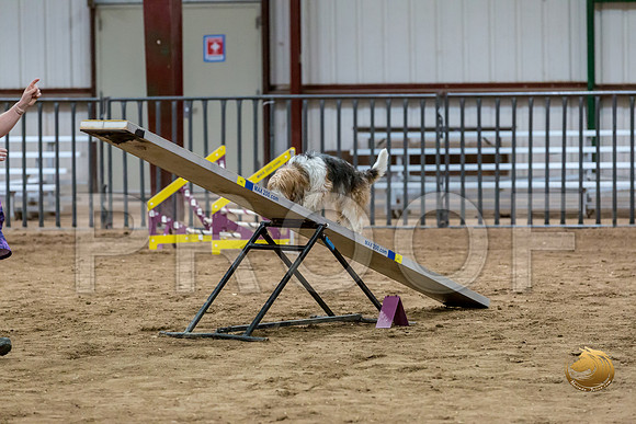 Agility Std ME National 12%22 GromitJJJ_6238-PBGVKrvlTX2019-HR3