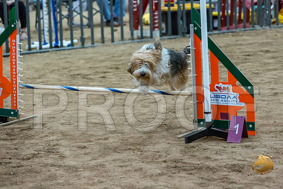 Agility Std ME National 12%22 GromitJJJ_6244-PBGVKrvlTX2019-HR3