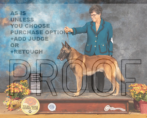 Belgian Malinois #7 Sun OHG2 Judge Beth Lachnitt_MMJ_2123_Tyler2021