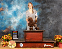 Poodle Toy #12 Sun BOSBOW Judge Nicolas Debedout