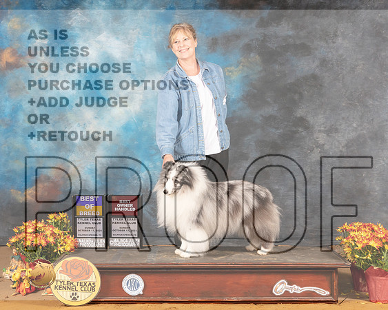 Shetland Sheepdog #21 BOB Judge Karen Hynek_MMJ_2067_Tyler2021