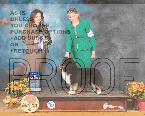 Shetland Sheepdog #24 Sun WB Judge Meredith Hector_MMJ_2116_Tyler2021