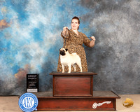 Pug #6 Sat G4 Judge Peggy McIlwaine