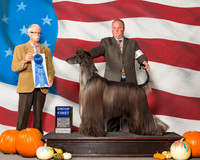 Afghan Hounds #7 Sun G1 Harker Catherine L Bettis R Wolfe C Farileigh Agent Lisa Bettis Judge Mr Robert R Frost