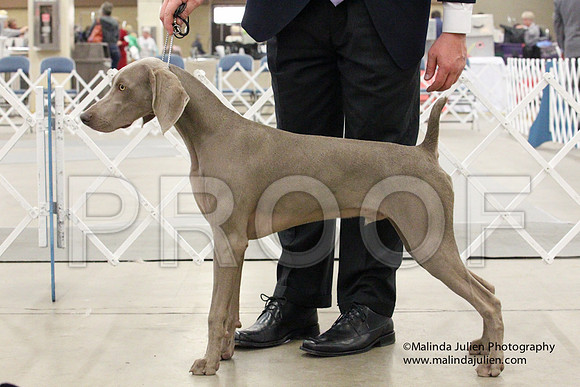 Weim-1443