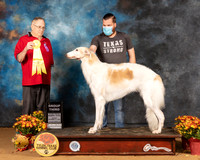 Borzoi #8 Sun G3 Judge Don Gill