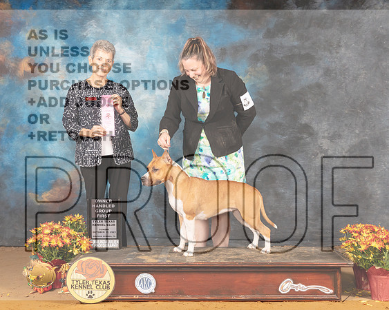 American Staffordshire Bull Terrier #6 Sun OHG1 Judge Judy Daniels_MMJ_2198_Tyler2021