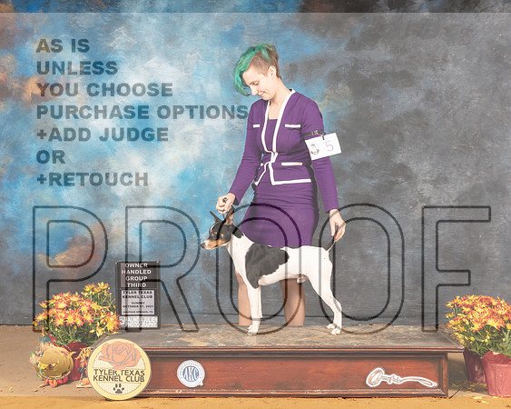 Rat Terrier #5 Sun OHG3 Judge Judy Daniels_MMJ_2230_Tyler2021
