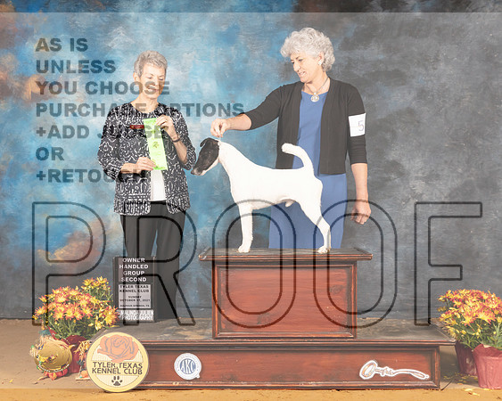 Smooth Fox Terrier #5 Sun OHG2 Judge Judy Daniels_MMJ_2204_Tyler2021