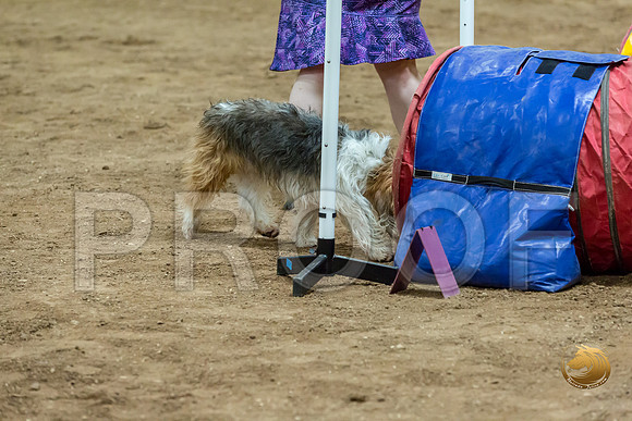 Agility Std ME Regional 12%22 GromitJJJ_5917-PBGVKrvlTX2019-HR3