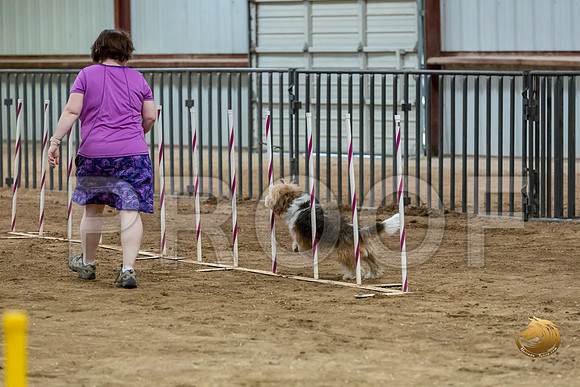 Agility Std ME Regional 12%22 GromitJJJ_5925-PBGVKrvlTX2019-HR3