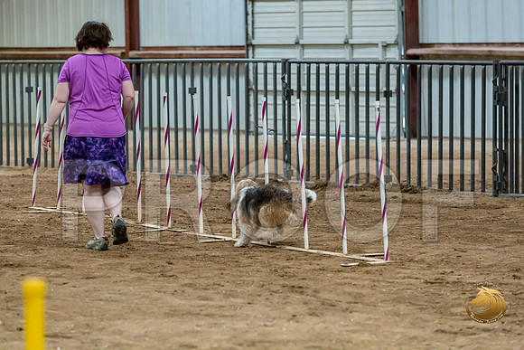 Agility Std ME Regional 12%22 GromitJJJ_5926-PBGVKrvlTX2019-HR3