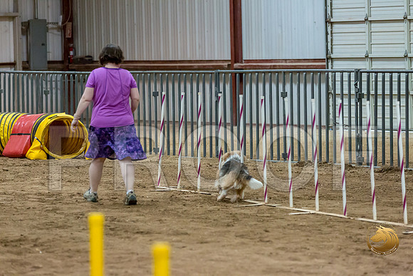 Agility Std ME Regional 12%22 GromitJJJ_5931-PBGVKrvlTX2019-HR3