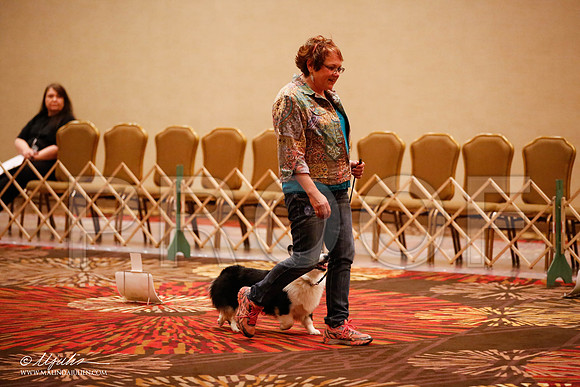 _JJ_7636-HstnCorgiFeb2015-HR3