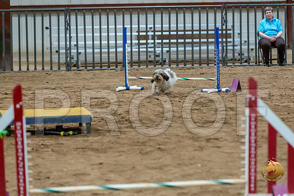 Agility Std ME Regional 8%22 CCJJJ_5856-PBGVKrvlTX2019-HR3