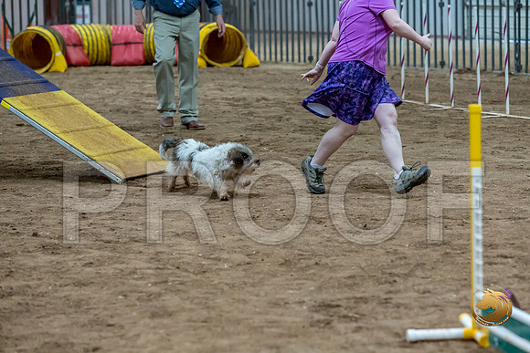 Agility Std ME Regional 8%22 CCJJJ_5864-PBGVKrvlTX2019-HR3