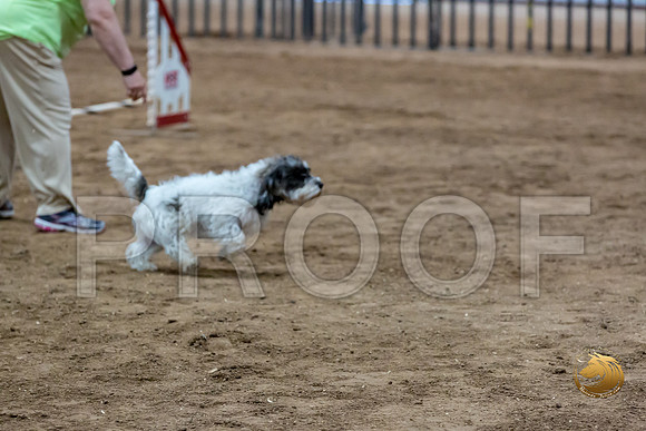 Agility Std ME Regional 8%22 DarcyJJJ_5746-PBGVKrvlTX2019-HR3